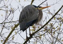 Ardea herodias